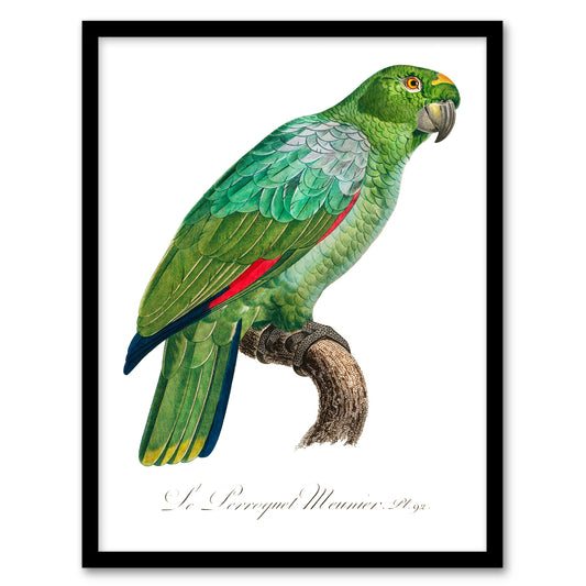 Francois Levaillant Framed Wall Art The Southern Mealy Amazon Parrot Home Décor