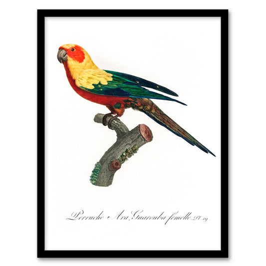 Francois Levaillant Framed Wall Art Print The Sun Parakeet Parrot Home Décor