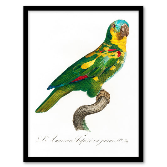 Francois Levaillant Framed Wall Art The Turquoise Fronted Amazon Parrot