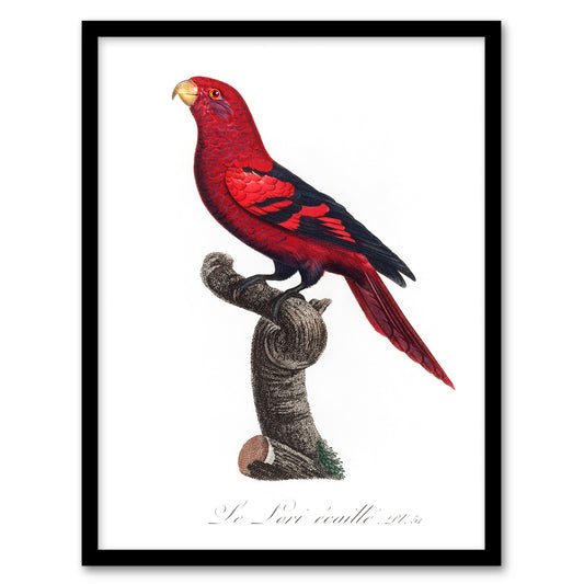 Francois Levaillant Framed Wall Art The Violet Necked Lory Parrot Home Décor