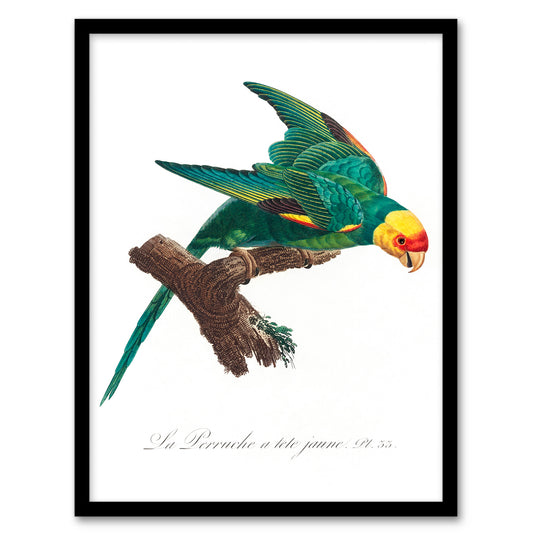 Francois Levaillant Framed Wall Art Print The Yellow Crowned Parakeet Home Décor