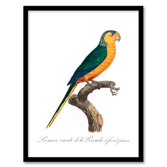 Francois Levaillant Framed Wall Art Print The Yellow Fronted Parakeet Home Décor