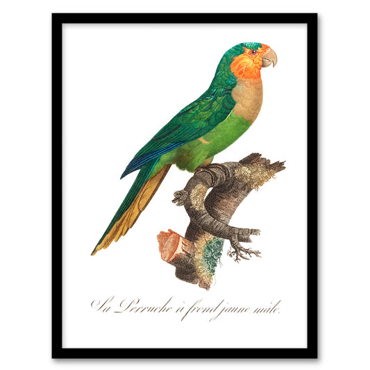 Francois Levaillant Framed Wall Art The Yellow Headed Amazon Parrot Home Décor