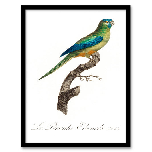 Francois Levaillant Framed Wall Art Print Turquoise Ground Parakeet Home Décor