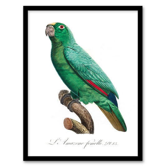 Francois Levaillant Framed Wall Art Yellow Crowned Amazon Parrot Home Décor