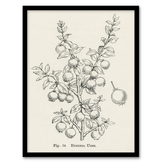John Wright Framed Wall Art Print Fruit Growers Guide Chilean Guava Home Décor