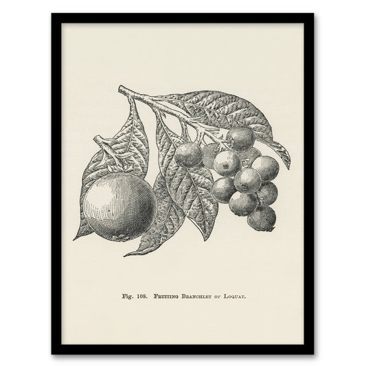 John Wright Framed Wall Art Fruit Growers Guide Vintage Loquat Illustration