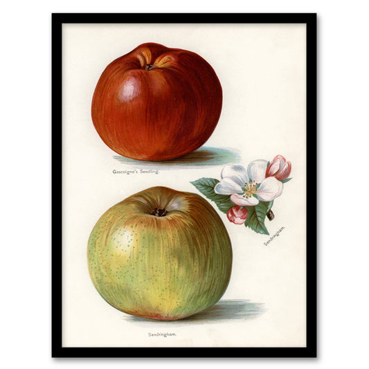 John Wright Framed Wall Art Gascoignes Seedling Sandringham Apples Home Décor
