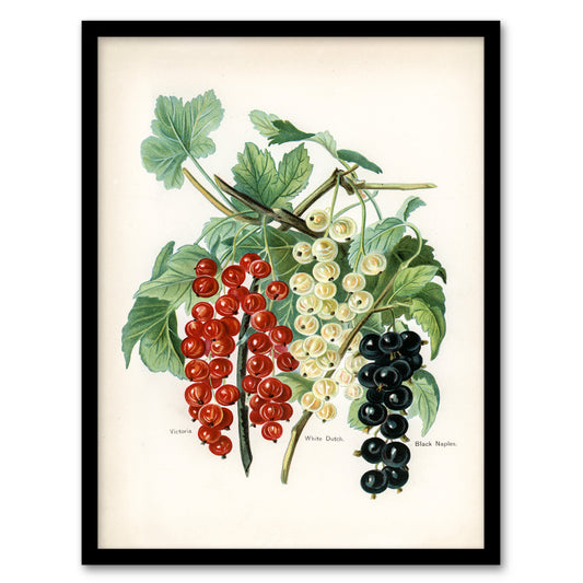 John Wright Framed Wall Art Black Naples Victoria White Dutch Currants