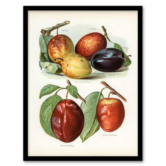 John Wright Framed Wall Art Print Plum Varieties Vintage illustration Home Décor