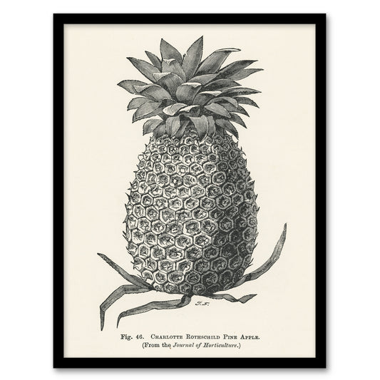 John Wright Framed Wall Art Vintage Black White Pineapple Illustration