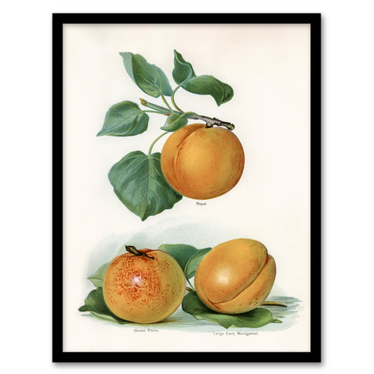 John Wright Framed Wall Art Vintage Fruit Illustration of Apricots Home Décor
