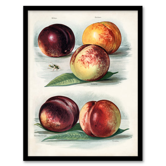John Wright Framed Wall Art Vintage Fruit Illustration Peach Varieties