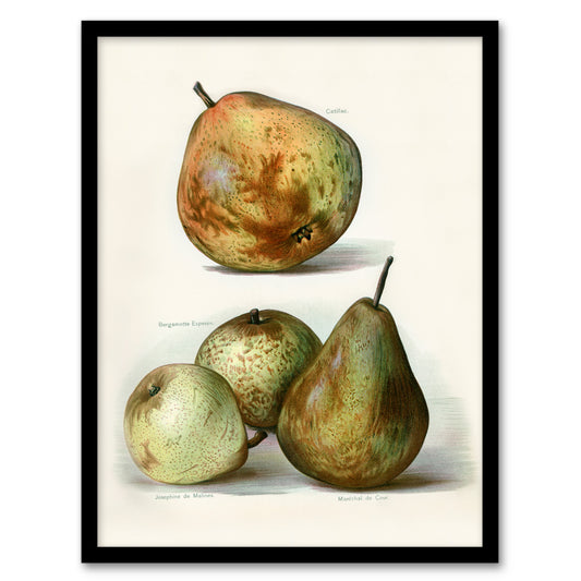 John Wright Framed Wall Art Pear Varieties Vintage Fruit Illustration Home Décor