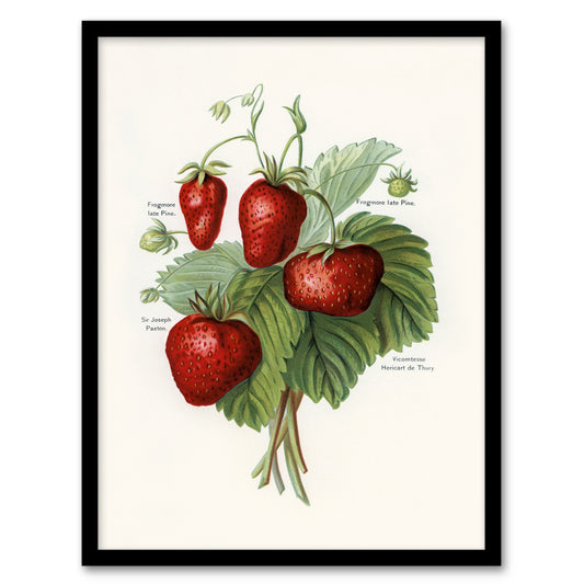 John Wright Framed Wall Art Vintage Fruit Illustration of Strawberries