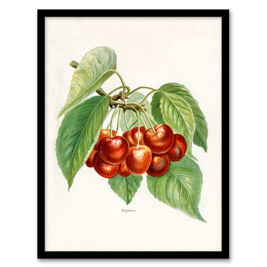 John Wright Framed Wall Art Vintage Illustration of Bigarreau Cherries