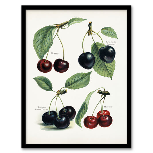 John Wright Framed Wall Art Vintage Illustration of Cherry Varieties Home Décor