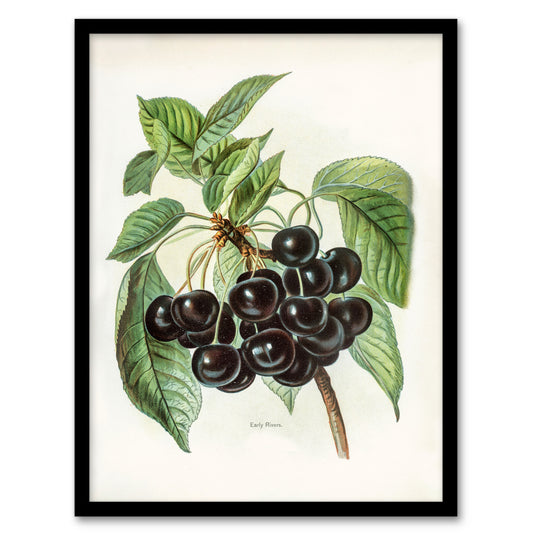John Wright Framed Wall Art Vintage Illustration of Early Rivers Cherries