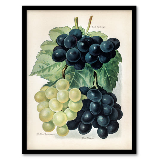 John Wright Framed Wall Art Vintage Illustration of Grape Varieties Home Décor