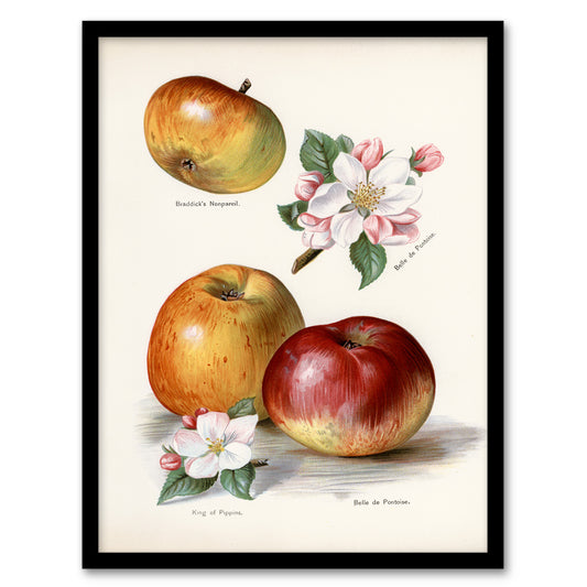 John Wright Framed Wall Art King of Pippins Apple Vintage Illustration