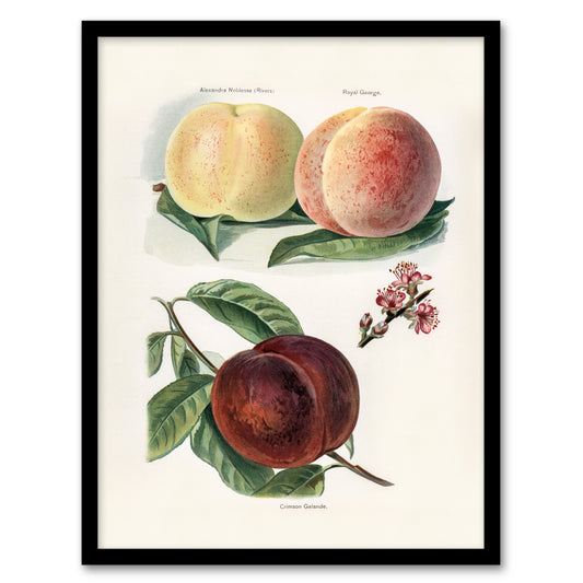John Wright Framed Wall Art Vintage Illustration of Peach Varieties Home Décor