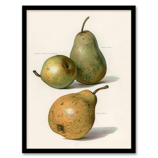 John Wright Framed Wall Art Vintage Illustration of Pear Varieties Home Décor