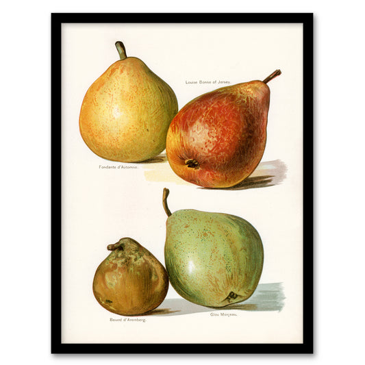 John Wright Framed Wall Art Four Pear Varieties Vintage Illustration Home Décor
