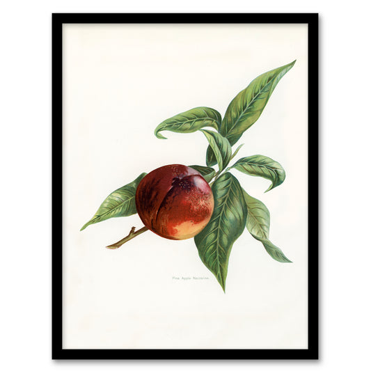 John Wright Framed Wall Art Vintage Illustration of Pine Apple Nectarine