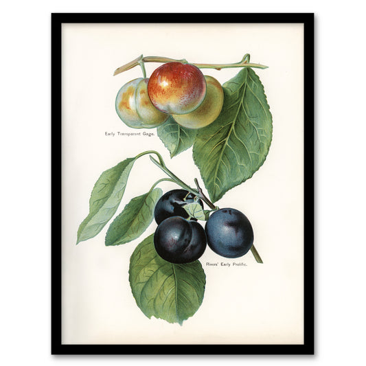 John Wright Framed Wall Art Vintage Illustration of Two Plum Varieties