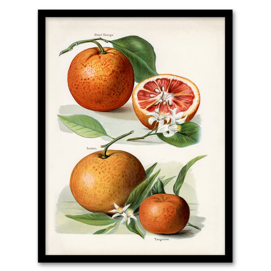 John Wright Framed Wall Art Vintage Illustration of Orange Citrus Fruits