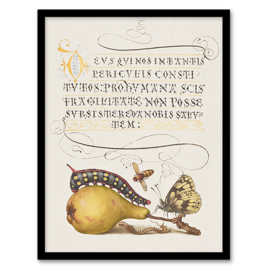 Model Book of Calligraphy Framed Wall Art Caterpillar Pear and Butterfly