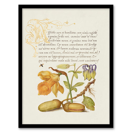 Model Book of Calligraphy Framed Wall Art Daffodil Flower and Oak Acorns