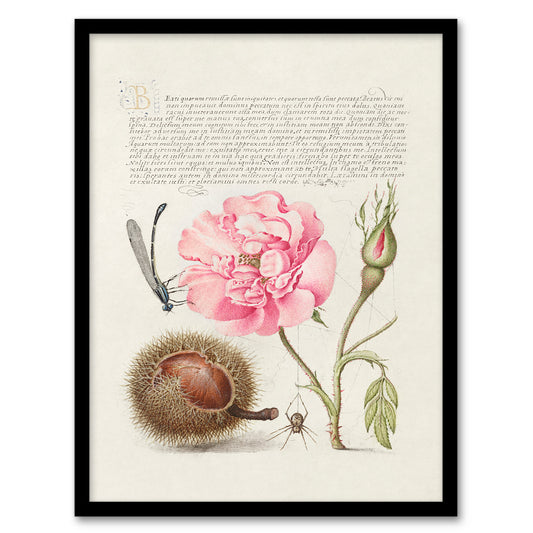 Model Book of Calligraphy Framed Wall Art Damselfly Rose Chestnut Spider