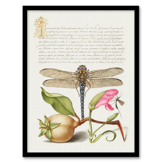 Model Book of Calligraphy Framed Wall Art Dragonfly Pear and Carnation