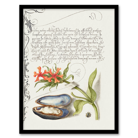Model Book of Calligraphy Framed Wall Art Flower Mussel and Ladybird Home Décor