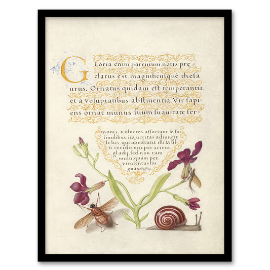 Model Book of Calligraphy Framed Wall Art Gillyflower Fly Mayfly and Snail