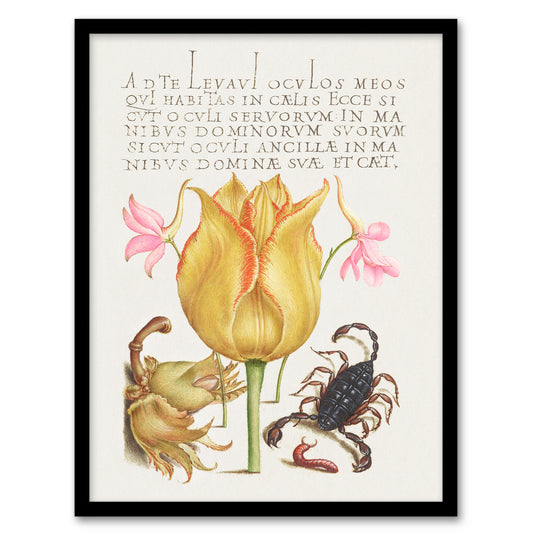 Model Book of Calligraphy Framed Wall Art Larkspurs Tulip and Scorpion