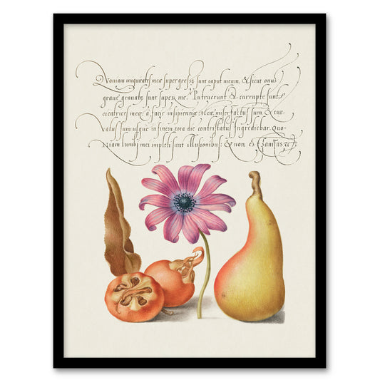 Model Book of Calligraphy Framed Wall Art Medlar Poppy Anemone and Pear