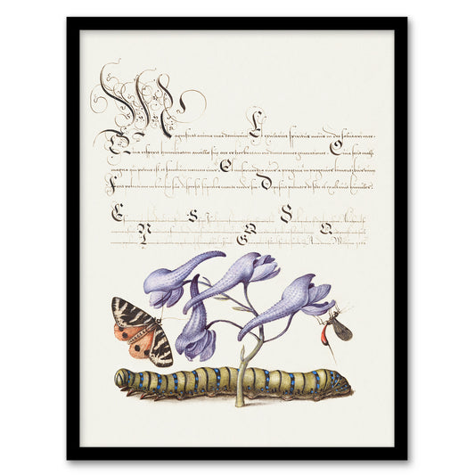 Model Book of Calligraphy Framed Wall Art Butterfly Caterpillar and Flower