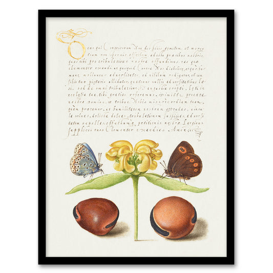 Model Book of Calligraphy Framed Wall Art Moths Jerusalem Sage and Beans