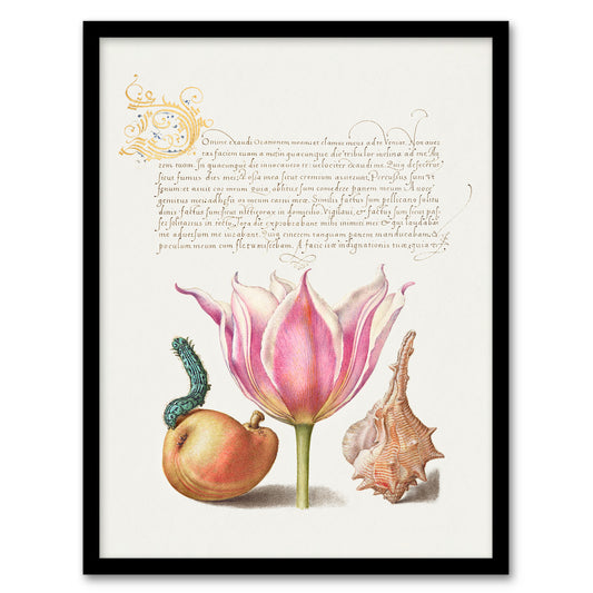 Model Book of Calligraphy Framed Wall Art Pear Pink Tulip and Seashell