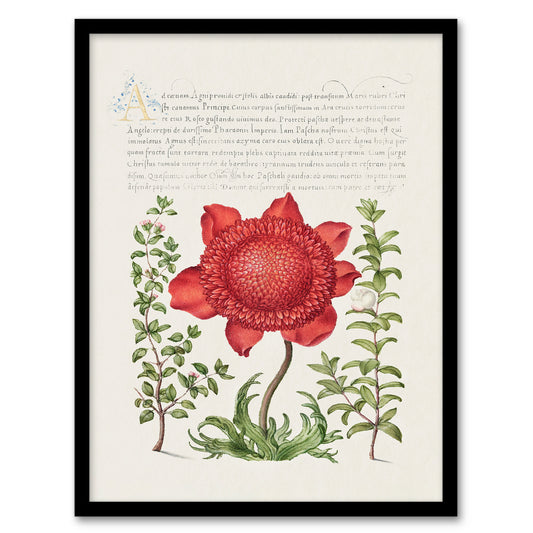 Model Book of Calligraphy Framed Wall Art Poppy Anemone and Myrtle Home Décor