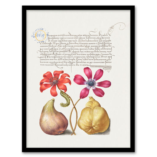 Model Book of Calligraphy Framed Wall Art Poppy Anemone Fig and Quince