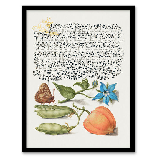 Model Book of Calligraphy Framed Wall Art Talewort Pea and Lantern Plant