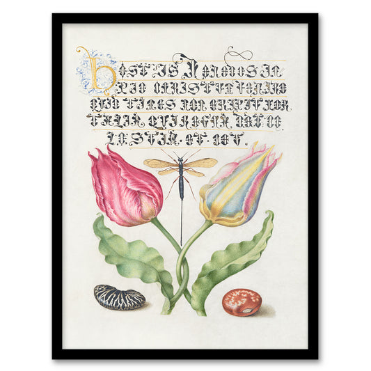 Model Book of Calligraphy Framed Wall Art Tulip Ichneumon Wasp and Beans