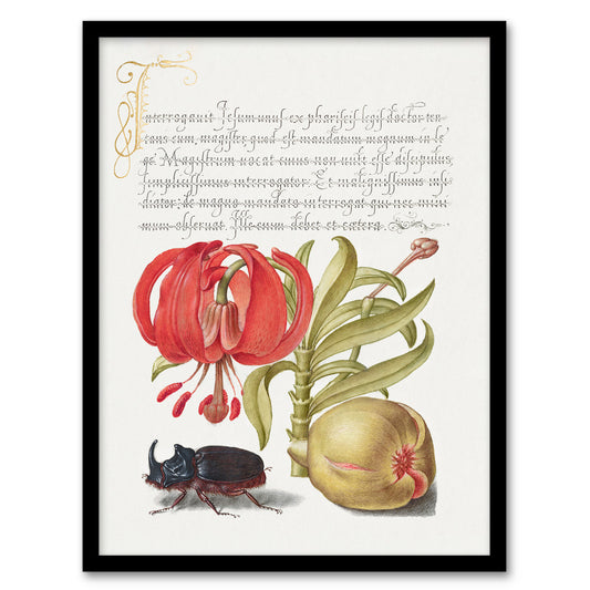 Model Book of Calligraphy Framed Wall Art Turks Cap Lily Fig and Beetle