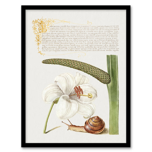 Model Book of Calligraphy Framed Wall Art White Lily Snail and Sweet Flag