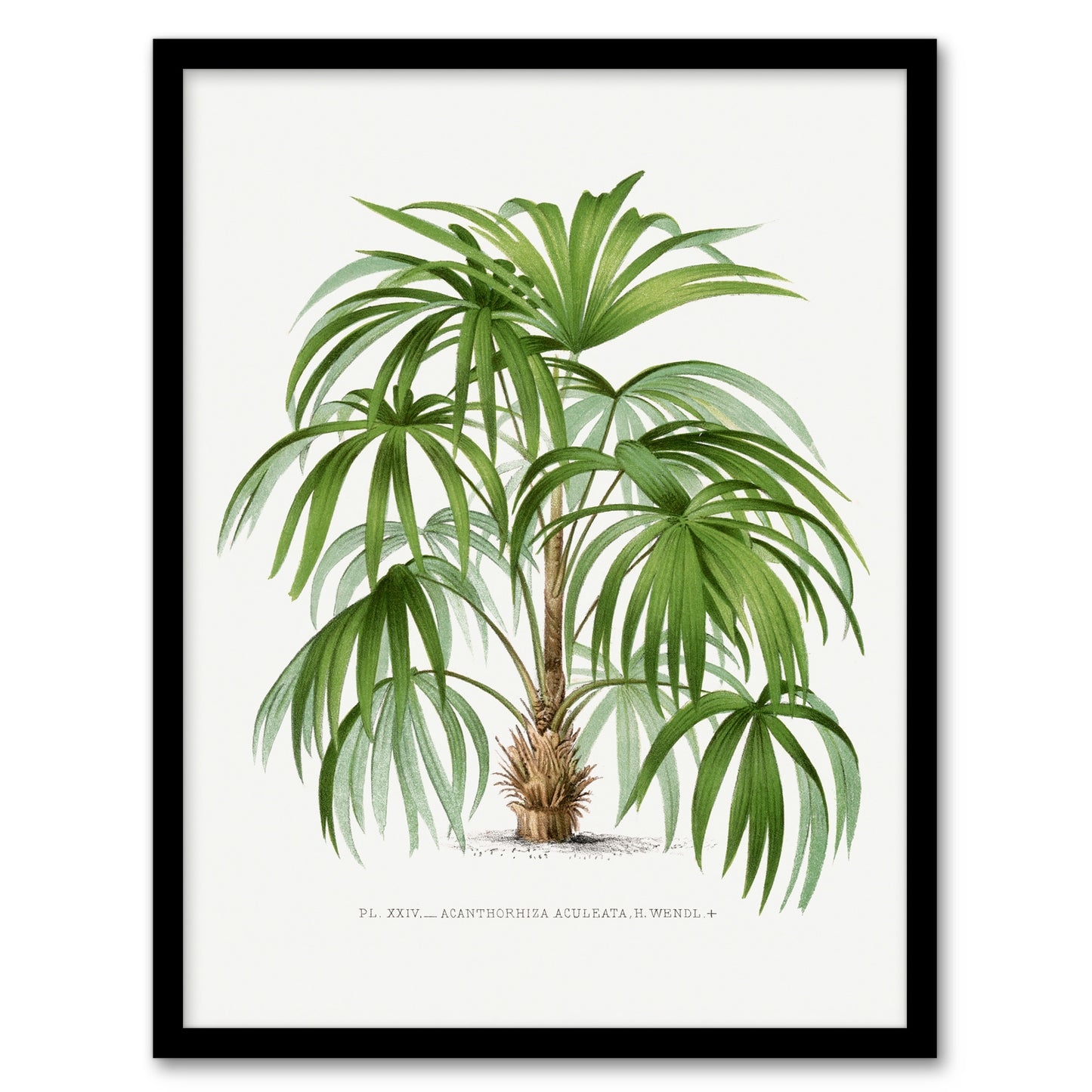 Oswald de Kerchove Framed Wall Art Acathophiza Aculeata Palm Tree Home Décor