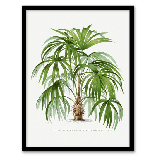 Oswald de Kerchove Framed Wall Art Acathophiza Aculeata Palm Tree Home Décor