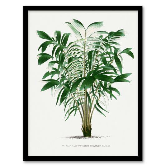 Oswald de Kerchove Framed Wall Art Astrocaryum Murumuru Palm Tree Home Décor